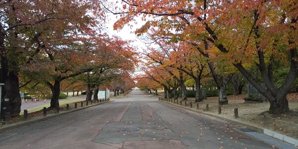 紅葉の時期の園内
