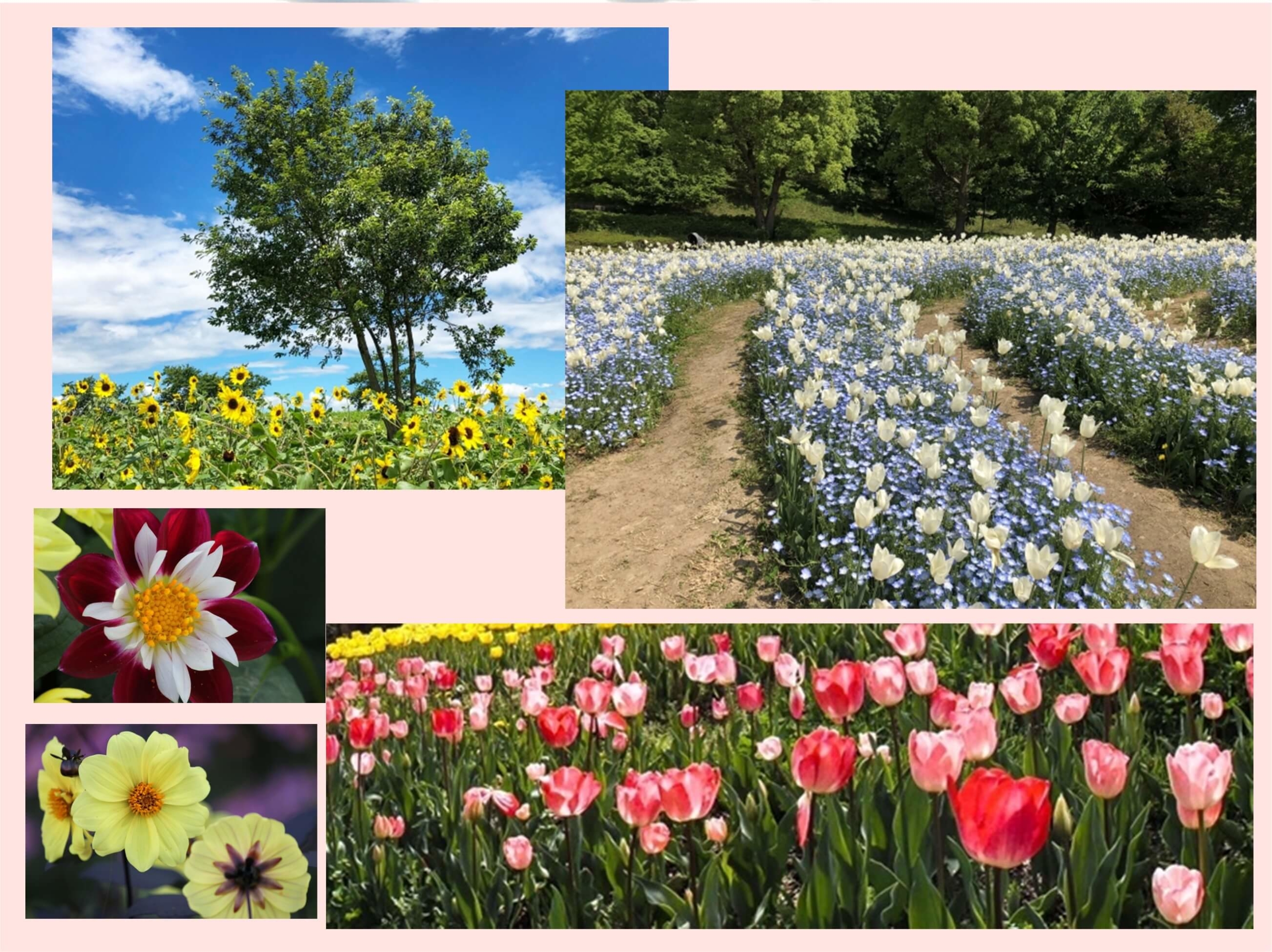 馬見丘陵公園 花畑