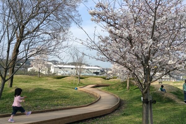 五條中央公園 桜