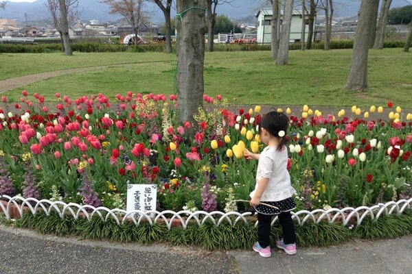 五條中央公園 チューリップと女の子